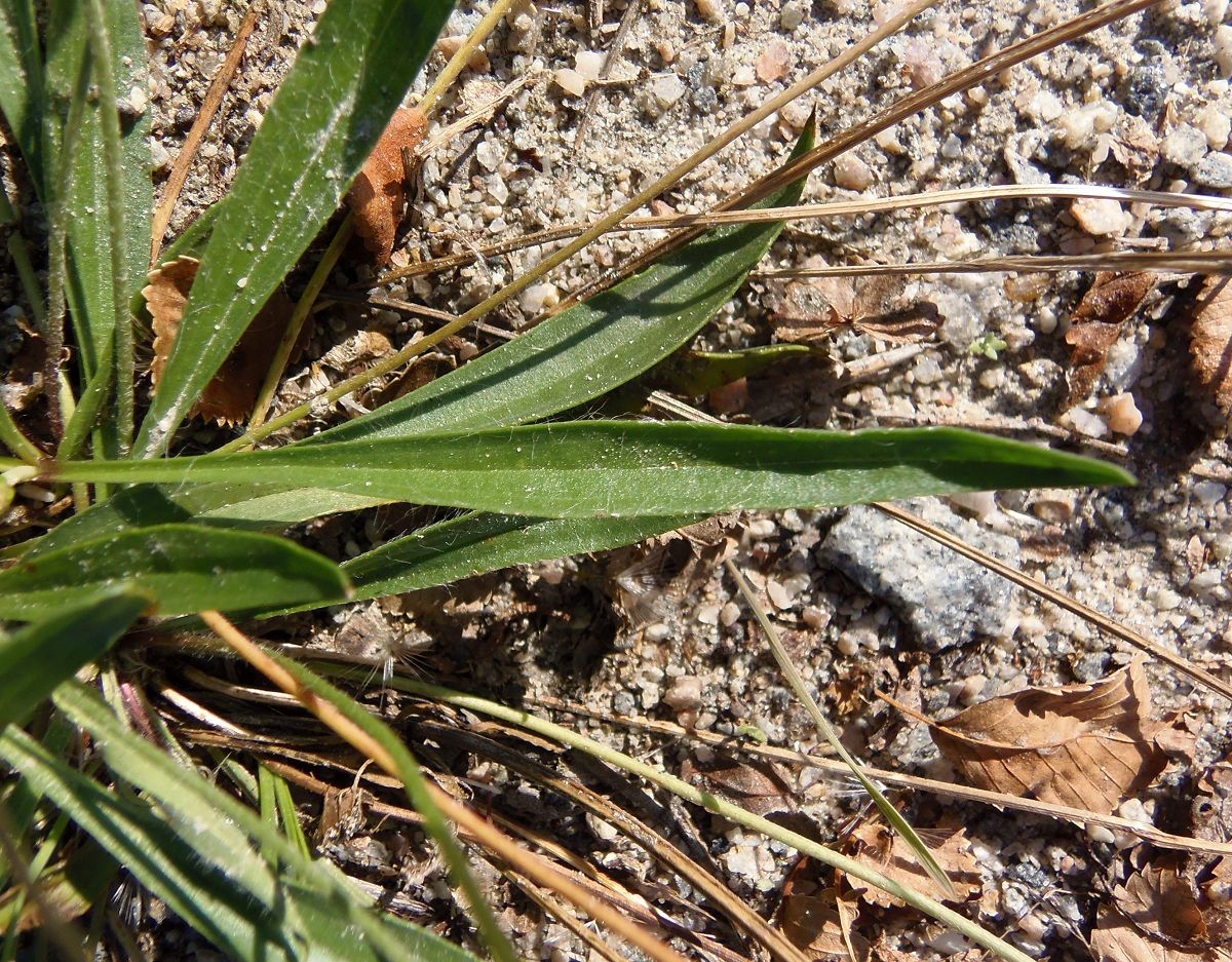 Изображение особи Plantago lanceolata.