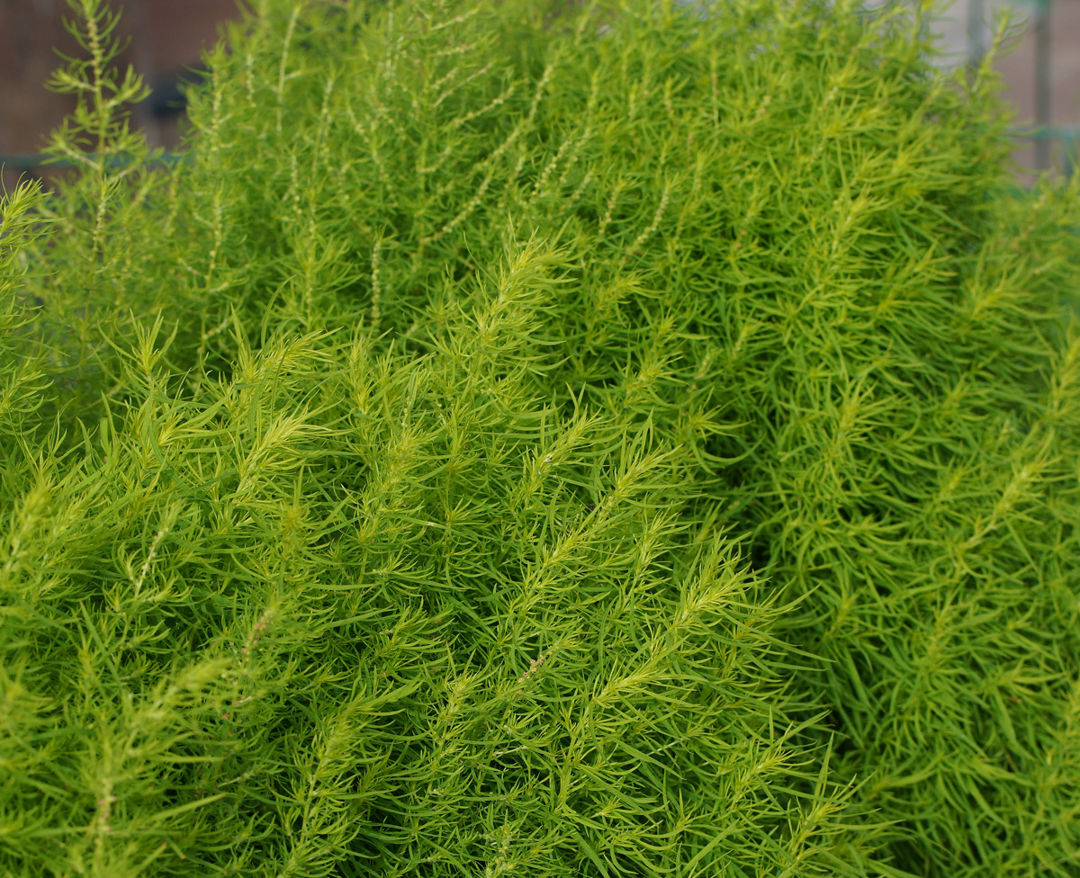 Image of Bassia scoparia f. trichophylla specimen.
