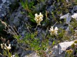 Astragalus albicaulis. Верхушка цветущего растения. Воронежская обл., Лискинский р-н, гора Шатрище, меловой склон. 02.06.2019.