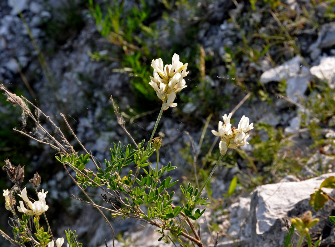 Image of Astragalus albicaulis specimen.