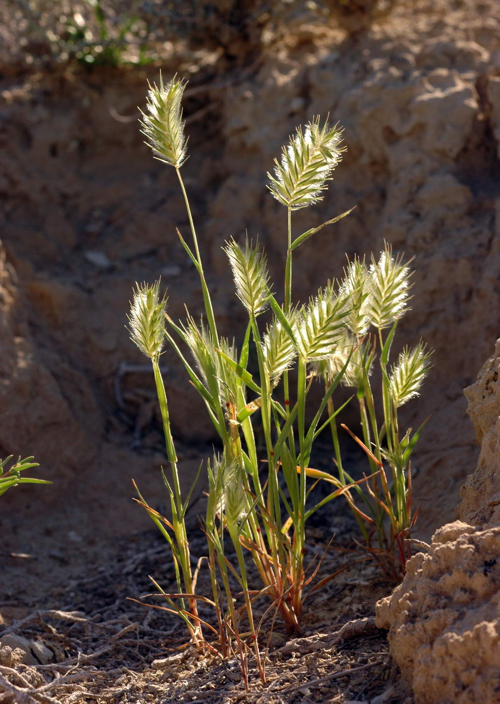 Image of Eremopyrum orientale specimen.