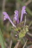 Lamium amplexicaule