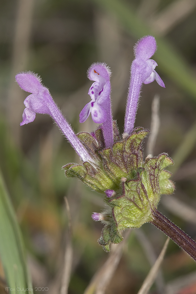 Image of Lamium amplexicaule specimen.