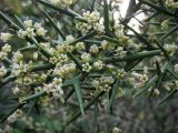 Colletia spinosissima