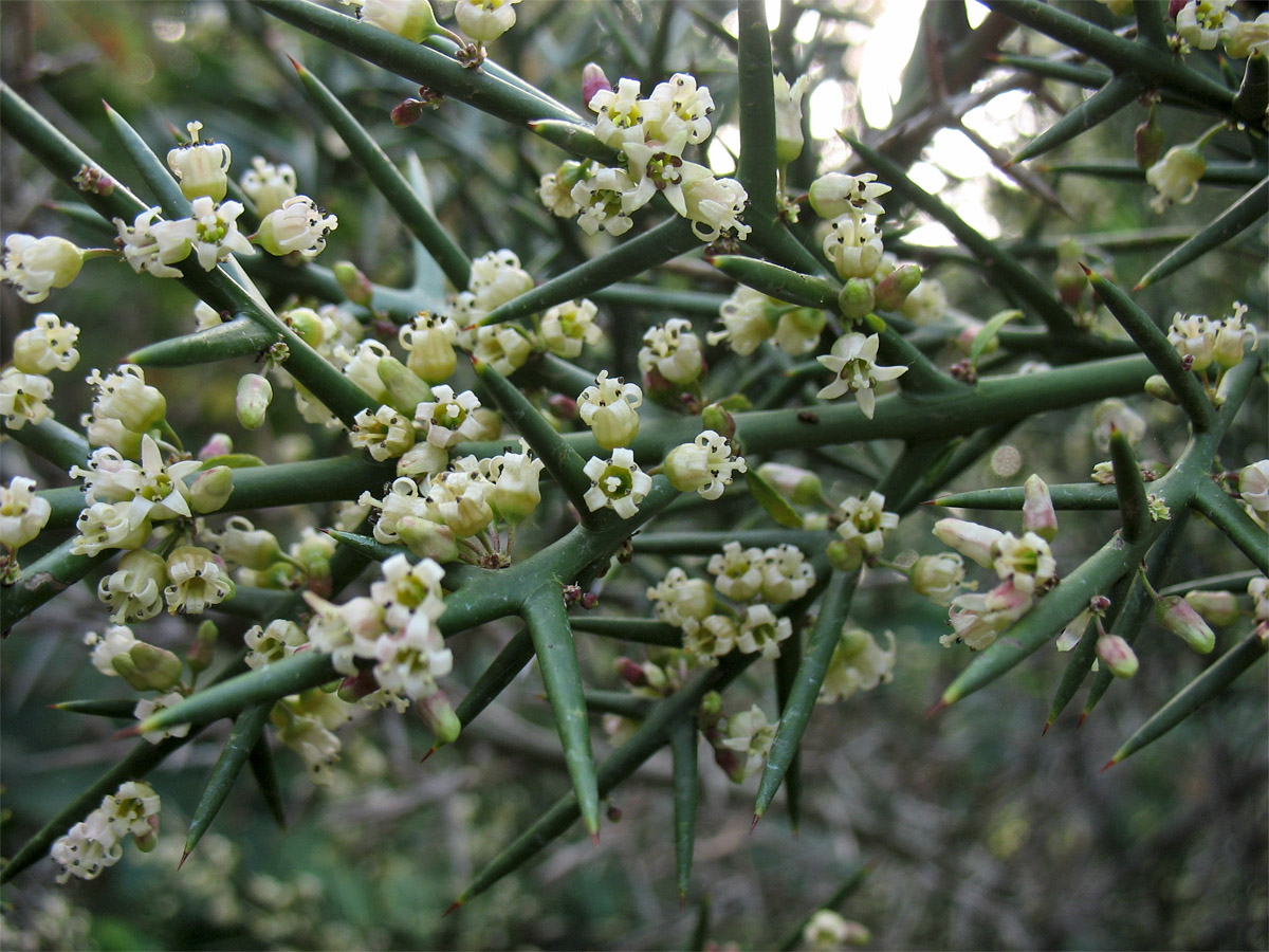 Изображение особи Colletia spinosissima.