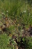 Buglossoides arvensis. Цветущее растение. Украина, Запорожский р-н, Дурная балка, возле дороги, разнотравная степь с деревьями Robinia pseudoacacia. 01.05.2020.
