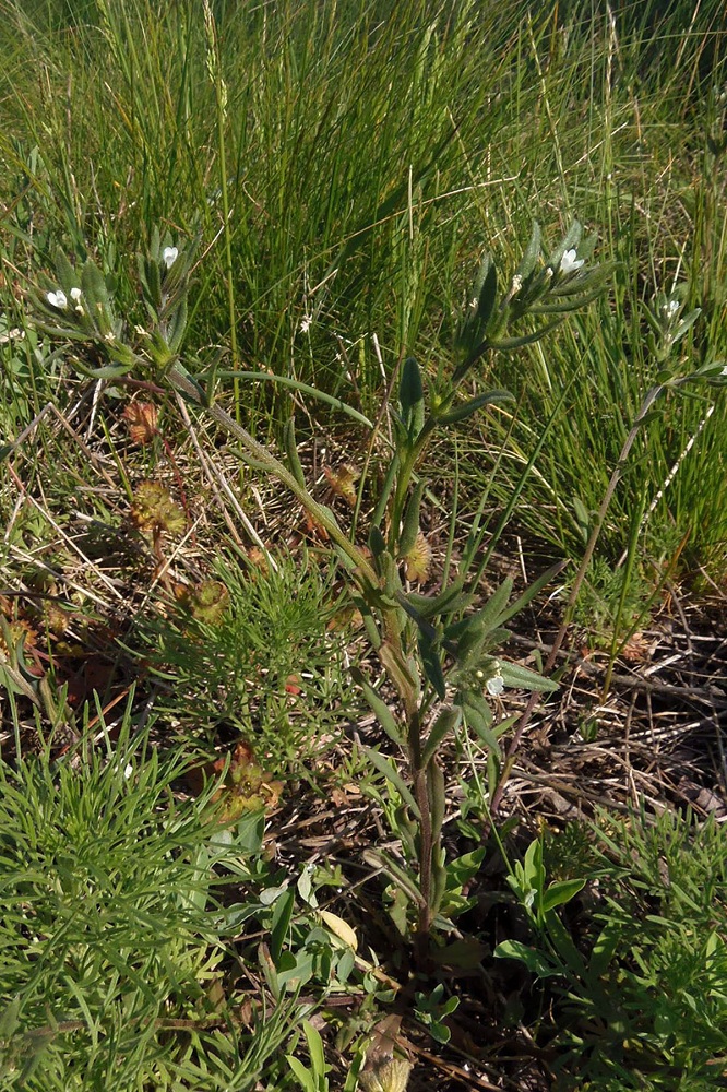 Image of Buglossoides arvensis specimen.