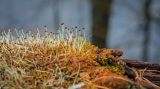 Ptilidium pulcherrimum
