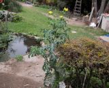 Argemone mexicana