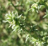 Salsola pontica. Верхушка побега. Краснодарский край, Ейский р-н, ракушечный пляж на берегу Ясенского залива. 24.08.2010.