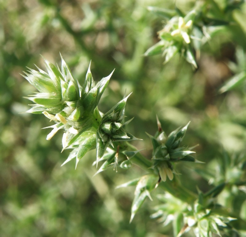 Image of Salsola pontica specimen.