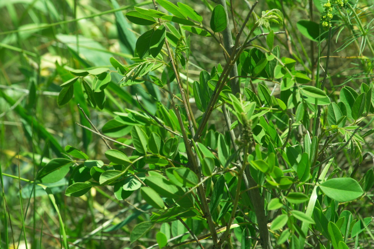 Изображение особи семейство Fabaceae.