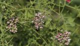 Cynanchum sibiricum