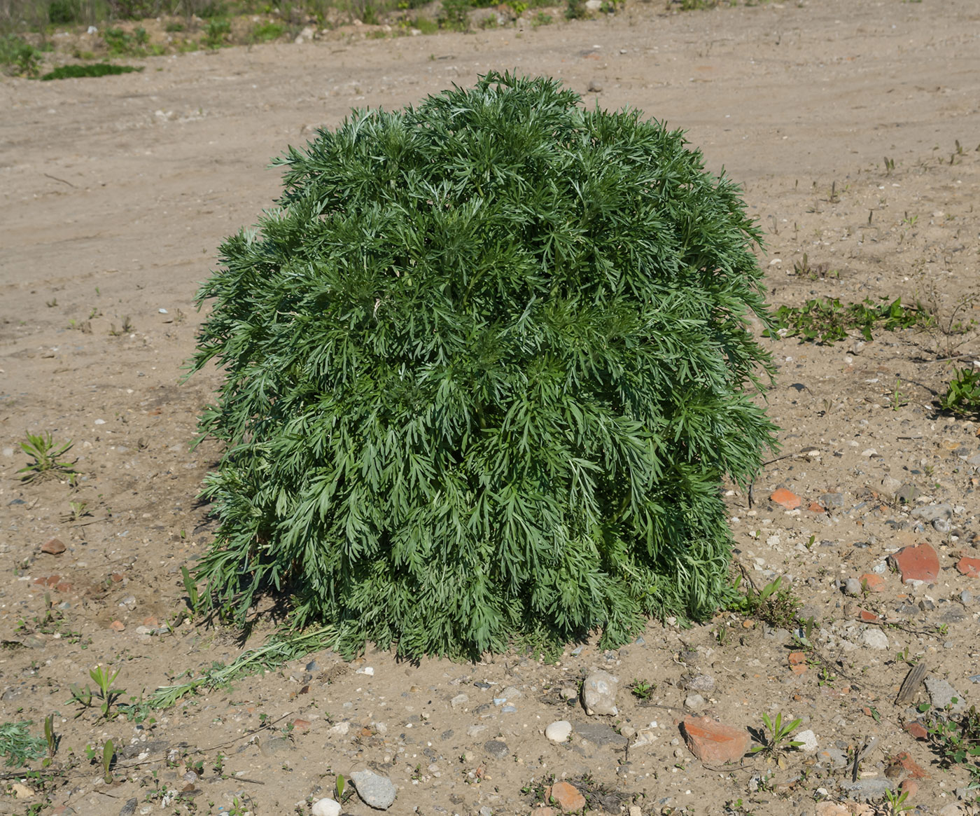 Изображение особи Artemisia sieversiana.