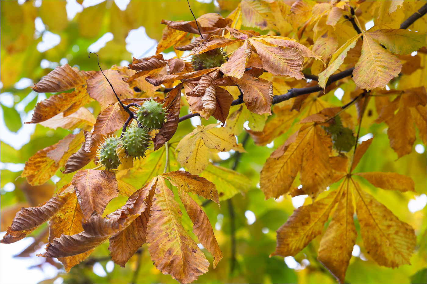 Изображение особи Aesculus hippocastanum.