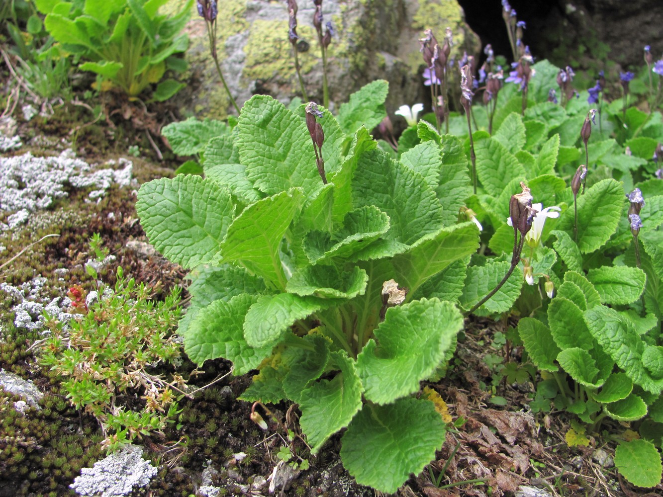 Image of Primula meyeri specimen.