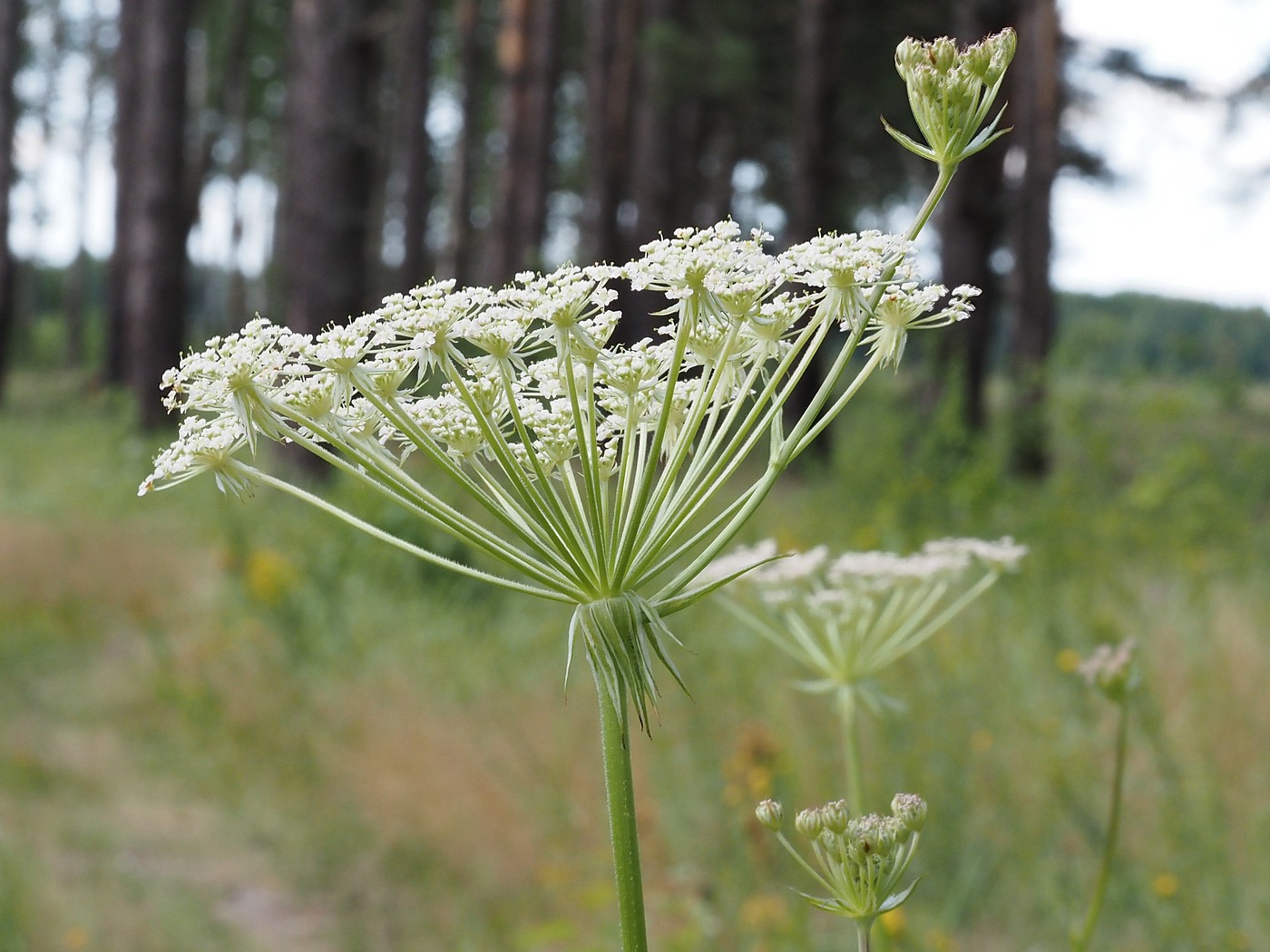 Изображение особи Laserpitium prutenicum.