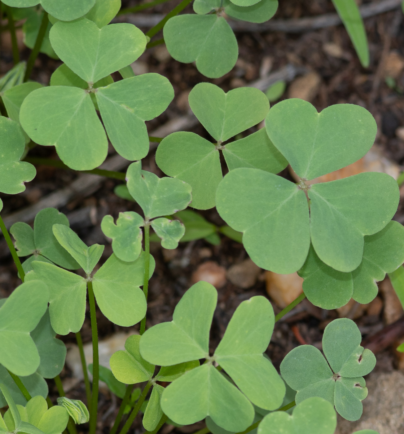 Image of Oxalis purpurascens specimen.