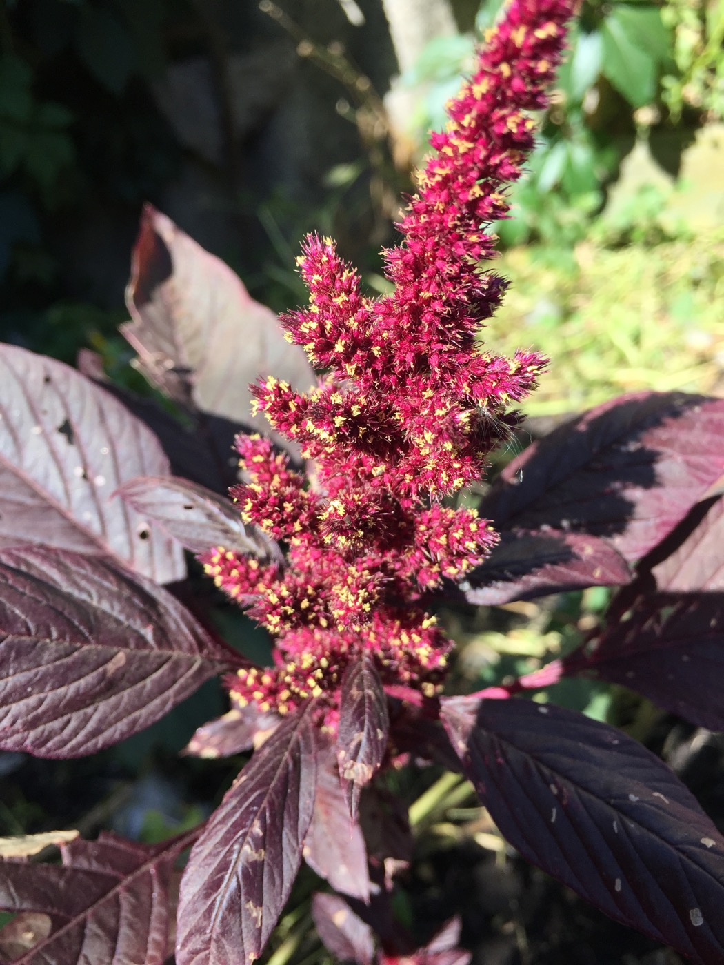 Image of Amaranthus hypochondriacus specimen.