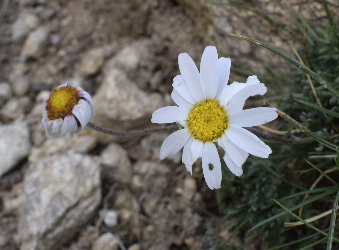 Image of Leucanthemopsis alpina specimen.