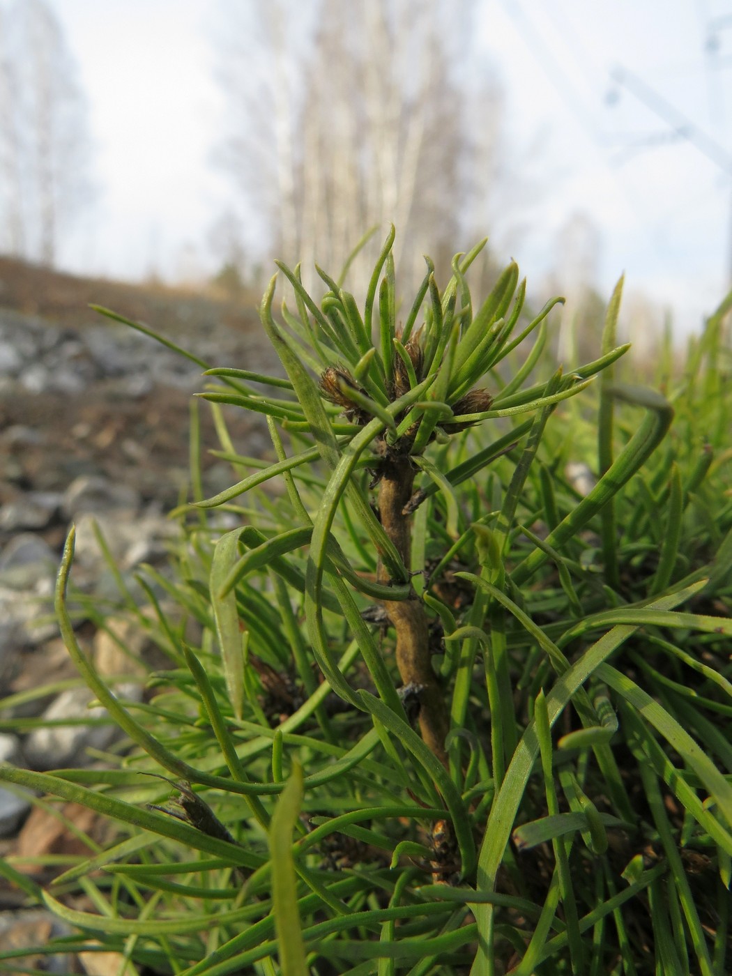 Изображение особи Pinus sylvestris.