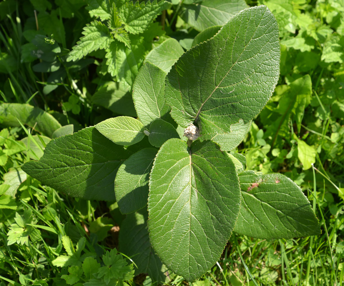 Image of Viburnum lantana specimen.