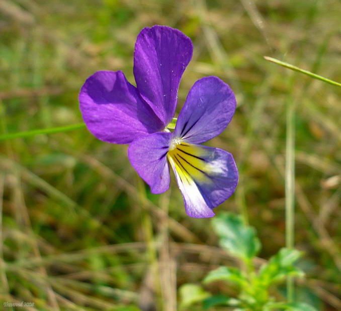 Image of Viola tricolor specimen.