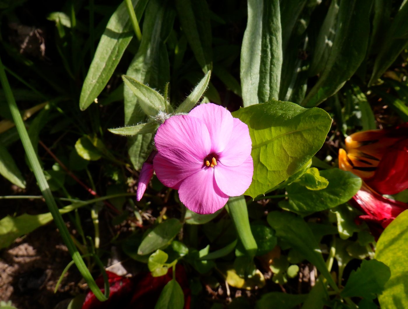 Image of Phlox stolonifera specimen.