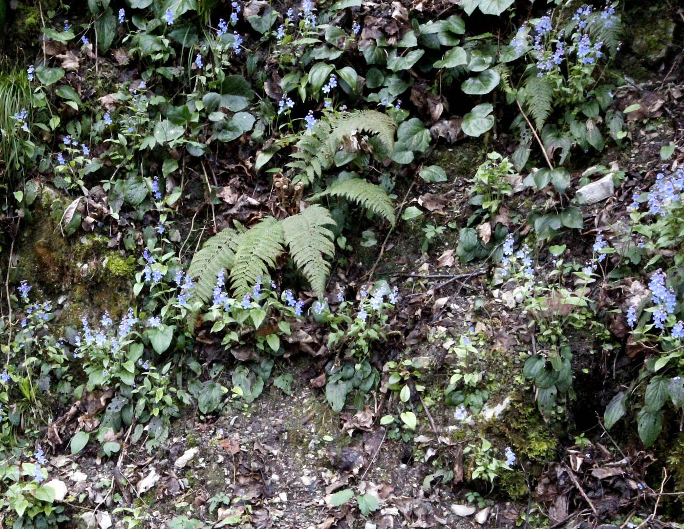 Image of Omphalodes cappadocica specimen.