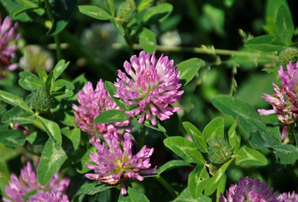 Изображение особи Trifolium pratense.