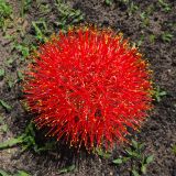 Scadoxus multiflorus