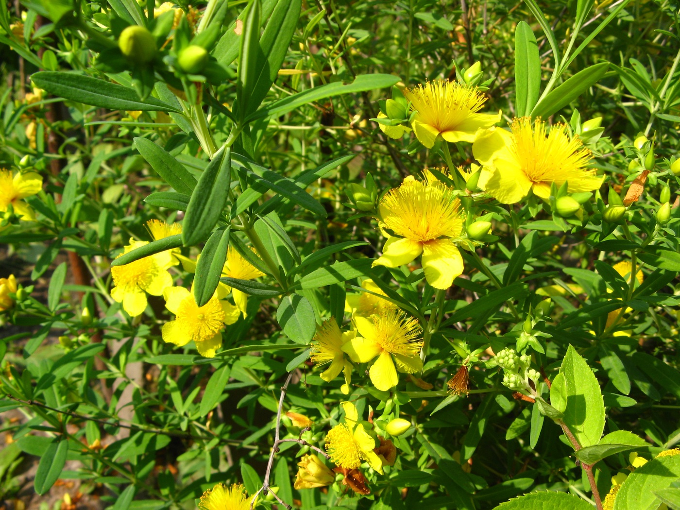 Image of Hypericum kalmianum specimen.