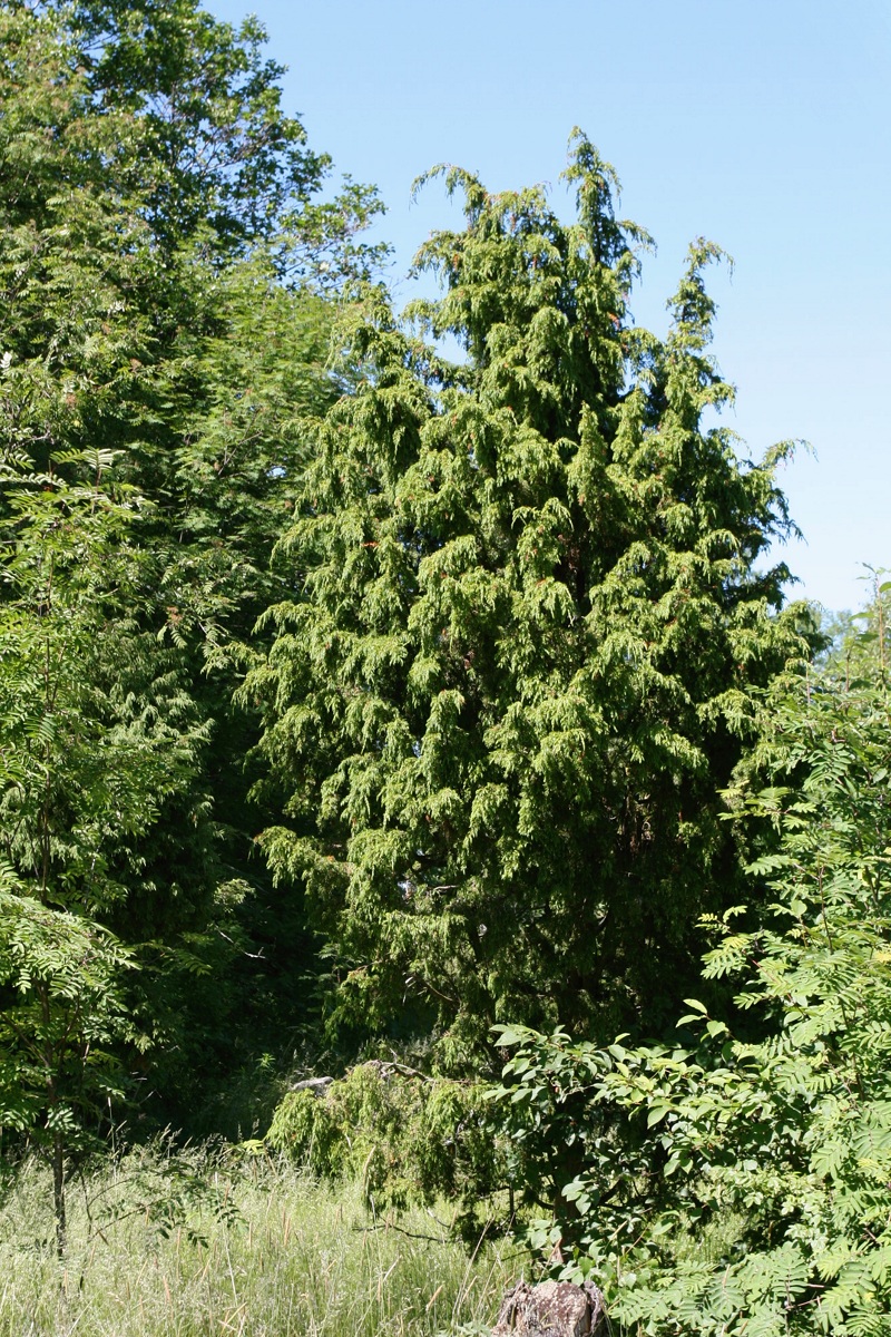 Изображение особи Juniperus communis.