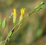 Crepis pulchra подвид turkestanica. Верхушки побегов с соцветиями и бутонами. Узбекистан, г. Ташкент, пос. Улугбек, санитарно-защитная зона. 10.05.2020.