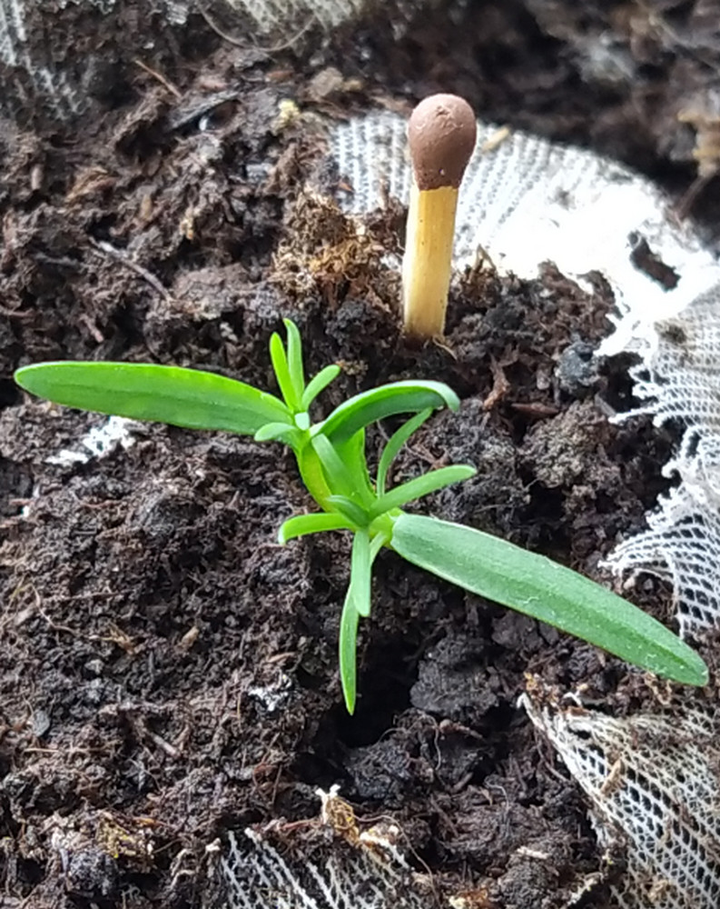 Изображение особи Platycladus orientalis.