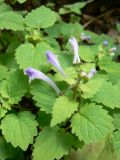 Scutellaria dentata