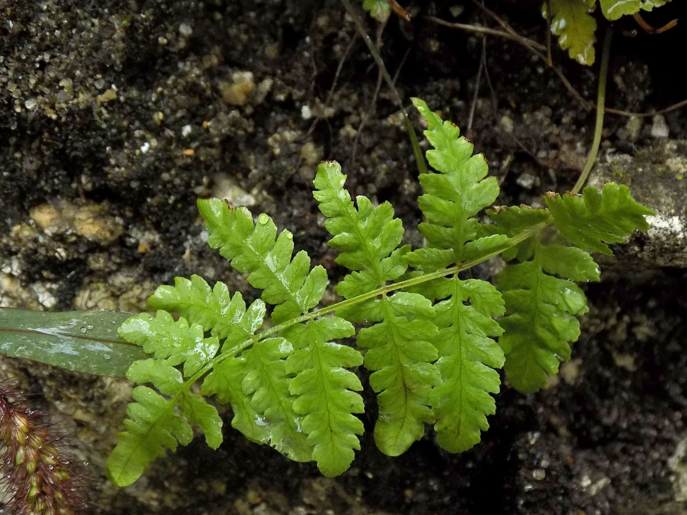 Image of class Polypodiopsida specimen.