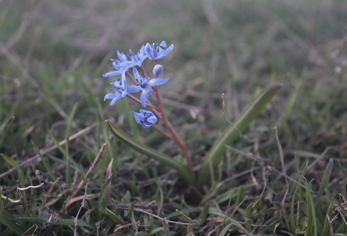 Изображение особи Scilla bifolia.