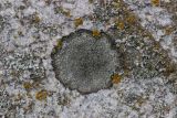 Aspicilia cinerea