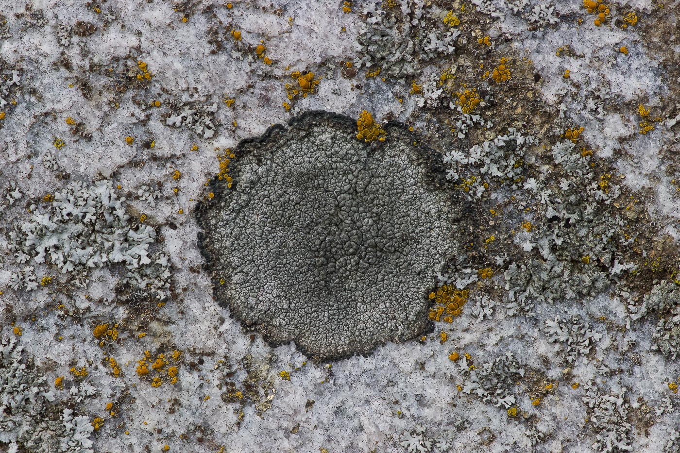 Image of Aspicilia cinerea specimen.