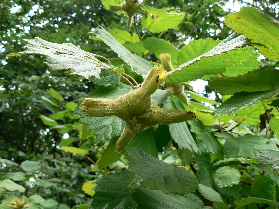 Image of Corylus mandshurica specimen.