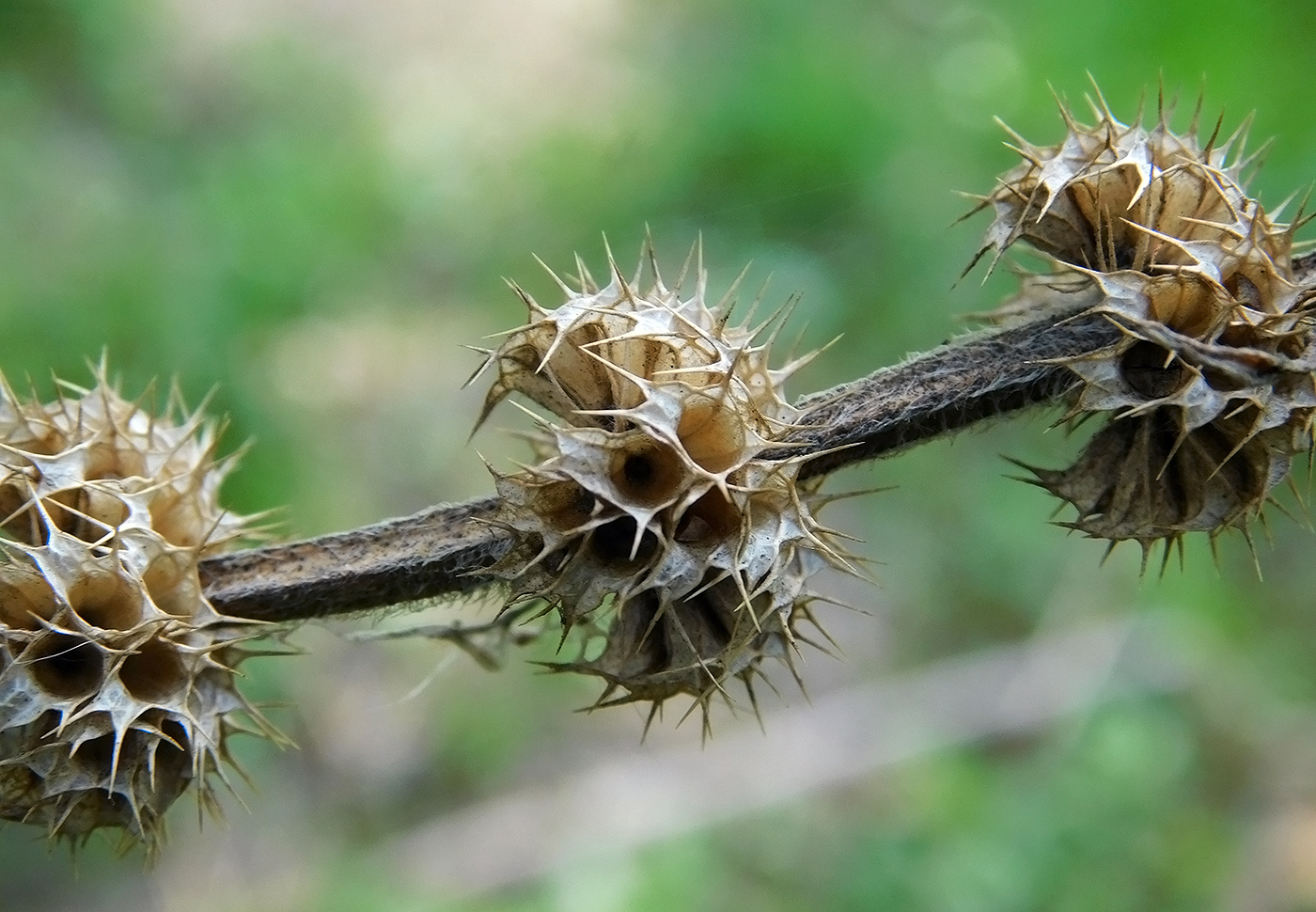 Изображение особи Leonurus quinquelobatus.