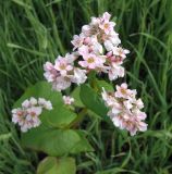Fagopyrum esculentum