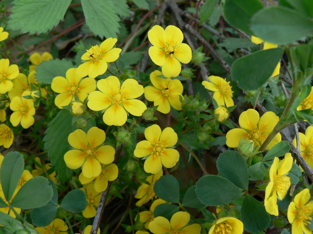 Image of genus Potentilla specimen.