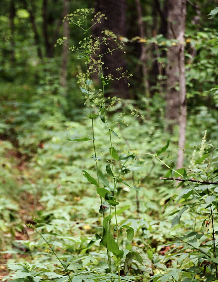 Изображение особи Bupleurum longiradiatum.