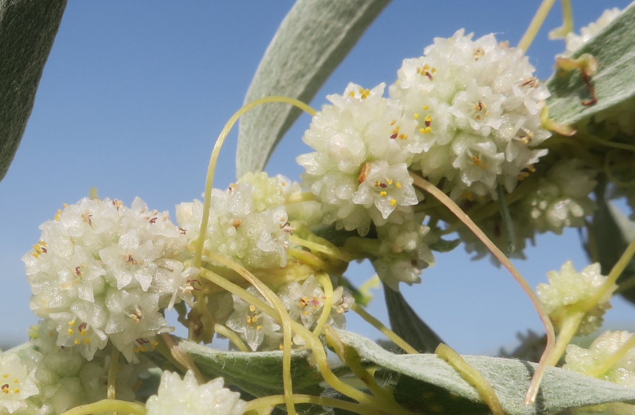 Image of genus Cuscuta specimen.