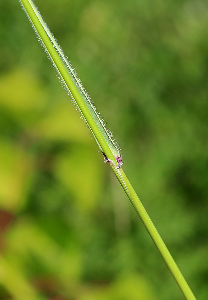 Изображение особи Elymus amurensis.