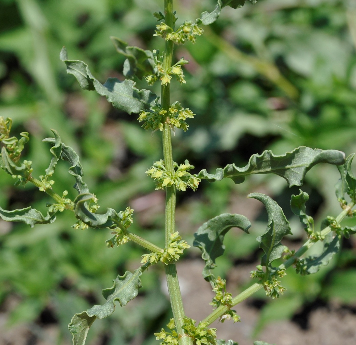 Изображение особи Rumex dentatus ssp. mesopotamicus.