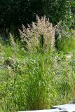 Calamagrostis epigeios