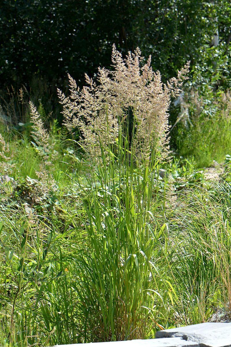 Изображение особи Calamagrostis epigeios.